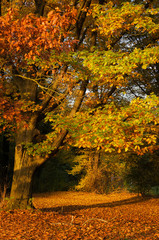 Obraz premium Goldener Herbst