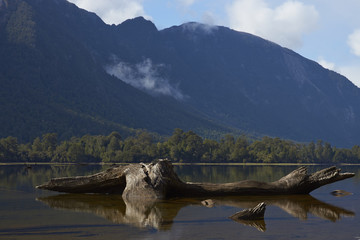 Fototapeta na wymiar Dead tree trunk lying partially submerged in the calm waters of Lake Rosselot located along the Carretera Austral in the Aysen Region of southern Chile.