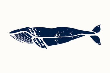 Obraz premium Blue whale. Balaenoptera musculus. Whale isolated on a light background. Logo for your design. Ink. Hand drawn.
