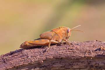 Nymph of Egyptian Grasshopper Anacridium aegyptium