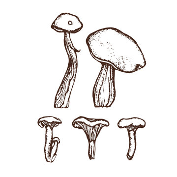 Collection of forest wild mushrooms. Boletus, chanterelles. Set. Hand drawn.