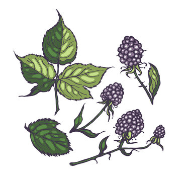 Leaves and blackberries. Hand drawn illustration set for design. Botanical.