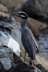 Yellow-crowned Night Herons (Nyctanassa violacea)