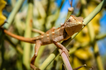 Lizard on a cactus