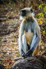 A wild langur monkey