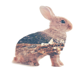 Little rabbit isolated on white