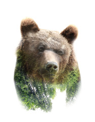 Collage of bear and forest