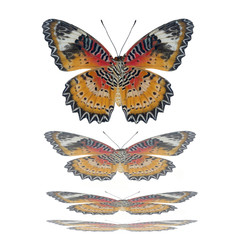 Fototapeta na wymiar Butterflies flying, isolated on white background