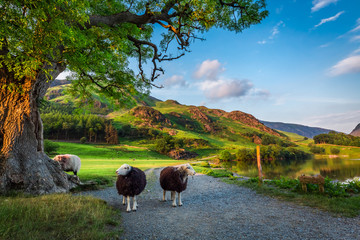 Fototapeta premium Dwie ciekawe owce na pastwisku o zachodzie słońca w Lake District w Anglii