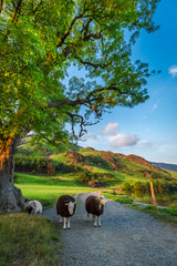 Fototapeta premium Sheeps on footpath at sunset in the Lake District, England
