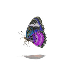 Butterflies flying, isolated on white background