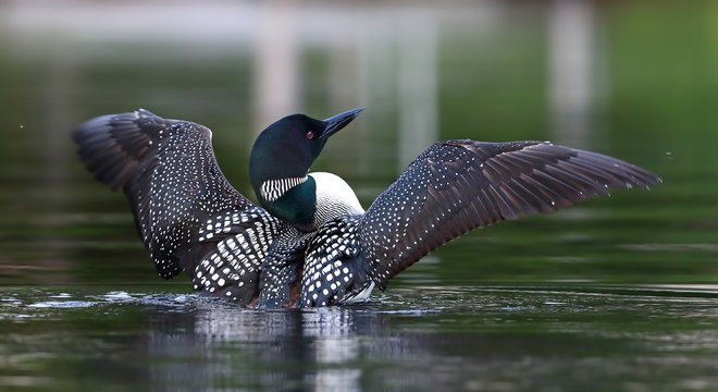 Fototapeta Common Loon (Gavia immer) breaching the water to dry her wings in the morning as she swims on Wilson Lake, Que, Canada