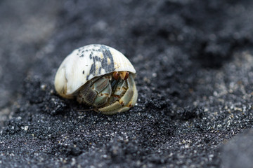 tropical hermit crab