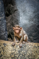 Wild macaque monkey