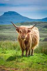 Crédence de cuisine en verre imprimé Vache Vache brune des Highlands en Ecosse, Royaume-Uni
