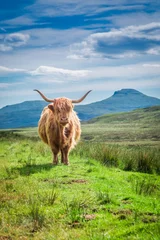 Foto op Canvas Harige hooglandkoe in Schotland, Verenigd Koninkrijk © shaiith