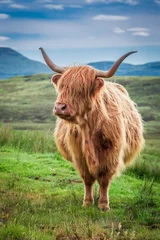  Grazing highland cow in Scotland, United Kingdom © shaiith