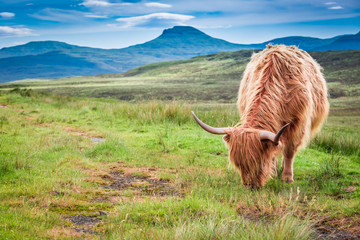 Vache Highland en Ecosse, Royaume-Uni