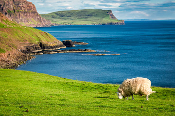 Obraz premium Beautiful view to sheep on the edge of a cliff, Isle of Skye, Scotland