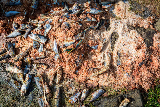 Dead Fish And Forage On The Shore