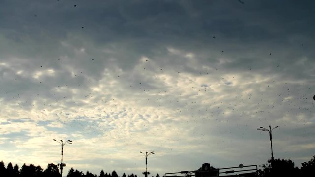 Birds Flying High On A Cloudy Sky, Dusk, Crows Going Back To Nests, Storm Clouds
