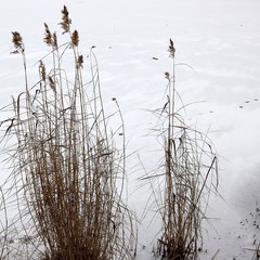 Fototapeta na wymiar Reeds in the snow. 1 