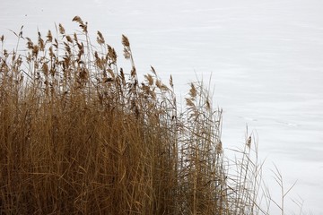 Fototapeta premium Reeds in the snow. 2