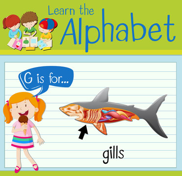 Flashcard letter G is for gills