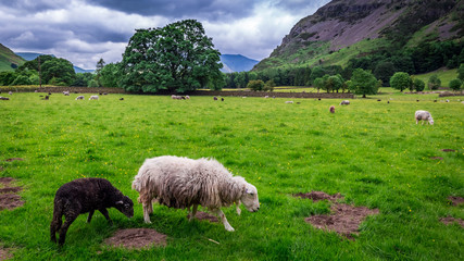 View to herd of sheep on pasture in District Lake