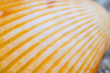 sea shell macro