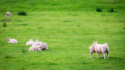 Obraz premium Small sheeps on green pasture in District Lake, England