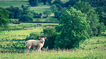 Small sheeps grazing on pasture in District Lake, England