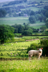 Small sheep on the top of green hill in District Lake, England