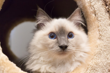 Playful ragdoll kitten