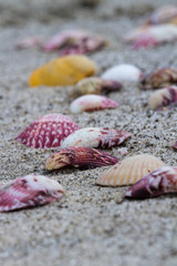 sea shells on the beach