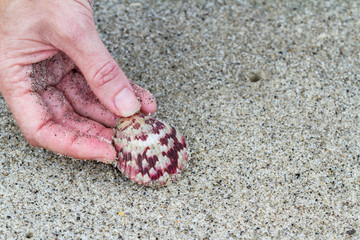 picking up a sea shell