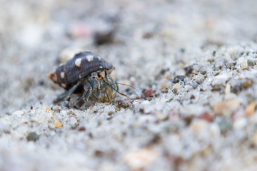 tropical hermit crab