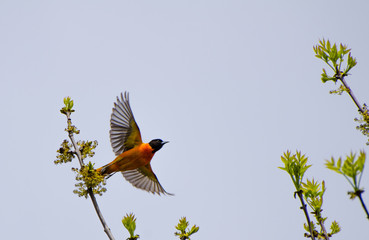 Northern Oriole