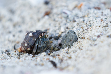 tropical hermit crab
