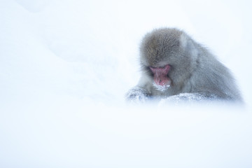 Snow monkeys in a natural onsen (hot spring), located in Jigokud