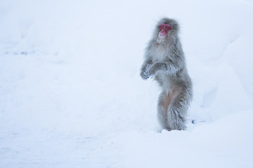 Snow monkeys in a natural onsen (hot spring), located in Jigokud