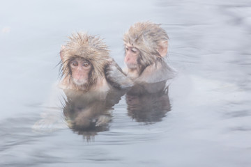 Snow monkeys in a natural onsen (hot spring), located in Jigokud