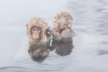 Snow monkeys in a natural onsen (hot spring), located in Jigokud