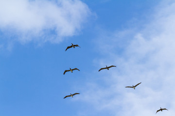 brown pelican squad in flight