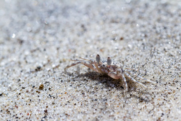 Horned Ghost Crab or sand crab