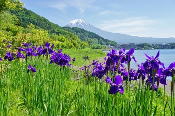 The Mount Fuji volcano in Japan