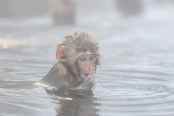 Snow monkeys in a natural onsen (hot spring), located in Jigokud