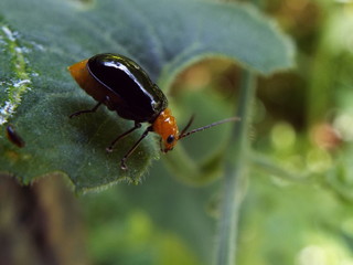 クロウリハムシ