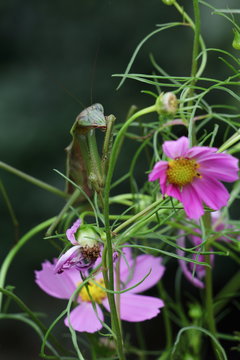 コスモス畑のカマキリ