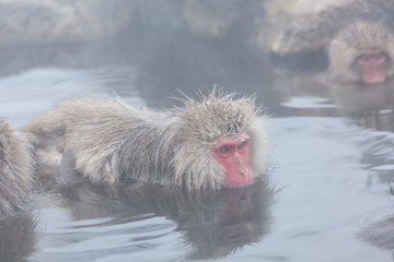 Snow monkeys in a natural onsen (hot spring), located in Jigokud